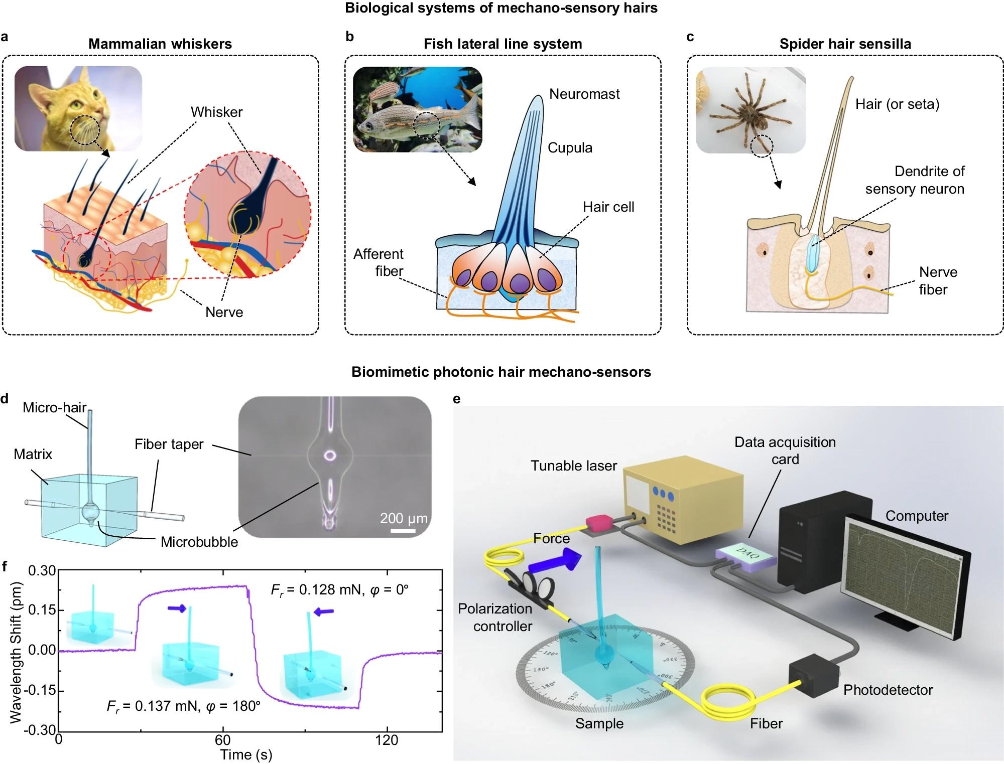 Mechano Sensor All-Optical Mechano-Sensor Mimicks Natural Sensilla