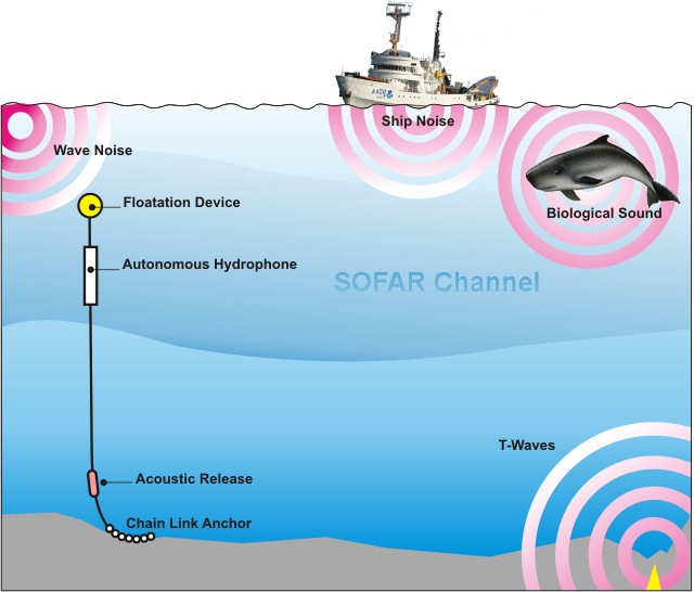 Hydrophone Picture