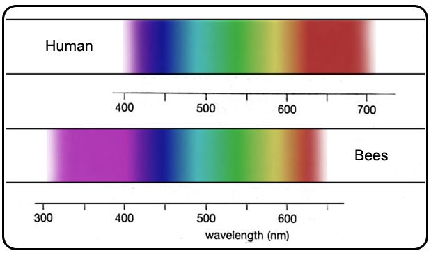 Color spectrum visible to the human eye (top) compared to bee vision (bottom).