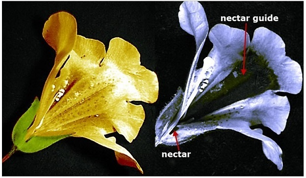 Images of a Mimulus flower in visible light as seen by humans (left), and ultraviolet light as seen by bees, butterflies, and other insects (right), showing a dark strip called a “nectar guide” directing pollinators to their target.