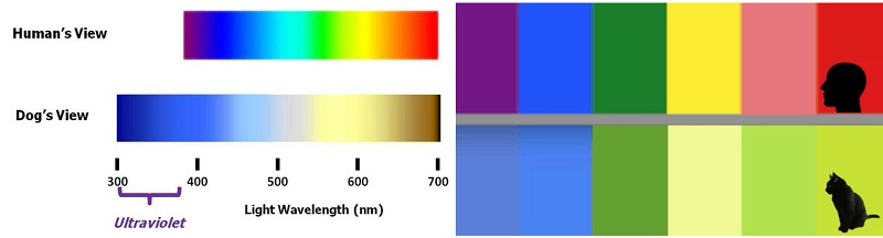 The visible spectrum for dogs (left), and a comparison of what colors a human sees vs. a cat (right).
