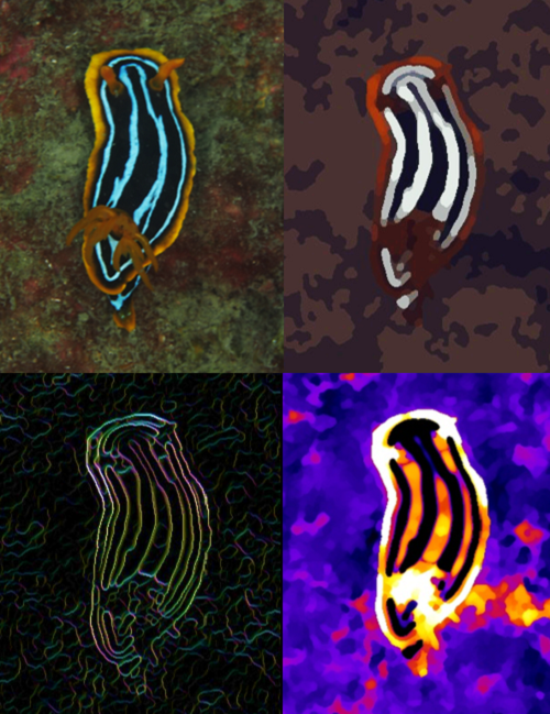 Four images of a nudibranch (sea slug) using the QCPA app. Top left: the image taken with a digital camera, top right: image as perceived by a triggerfish in 5m depth at 10cm viewing distance. Bottom left: color contrast of edges as perceived by a triggerfish. Bottom right: a heatmap of the perception of color saturation by the triggerfish.