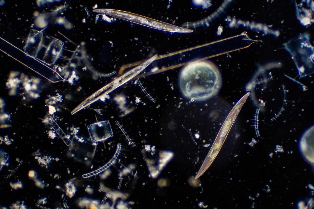 photosynthesizing plankton