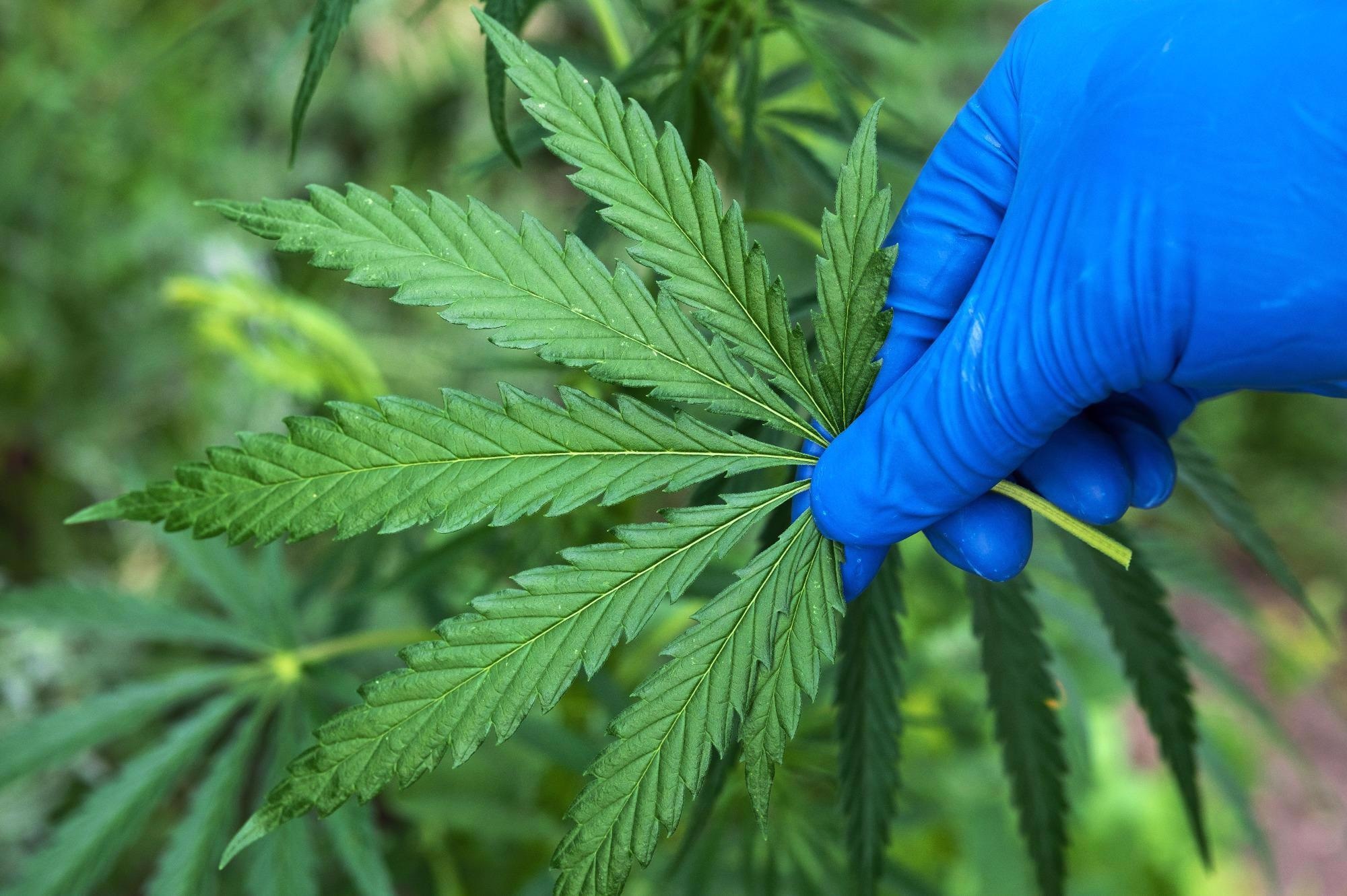 Detecting Cannabis Intoxication Using Smartphone Sensors.
