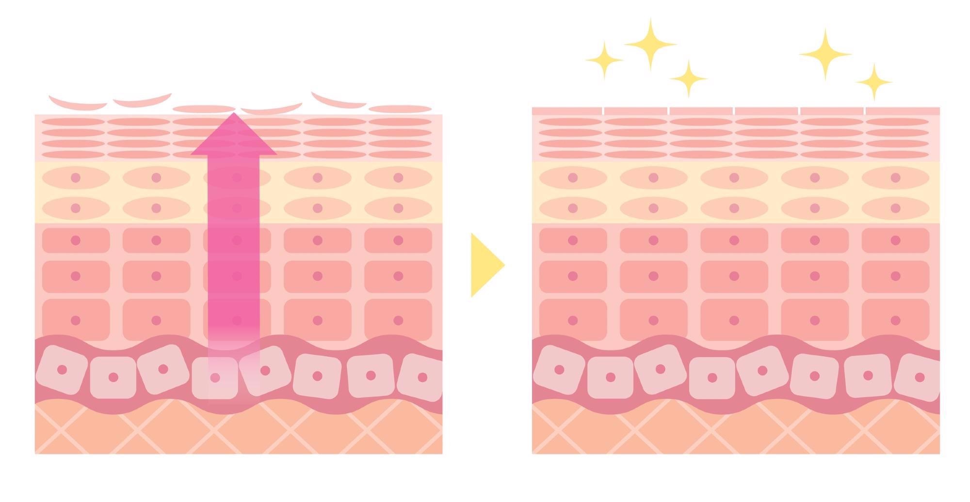 The epidermal turnover of the skin, meaning the renewal of the skin.