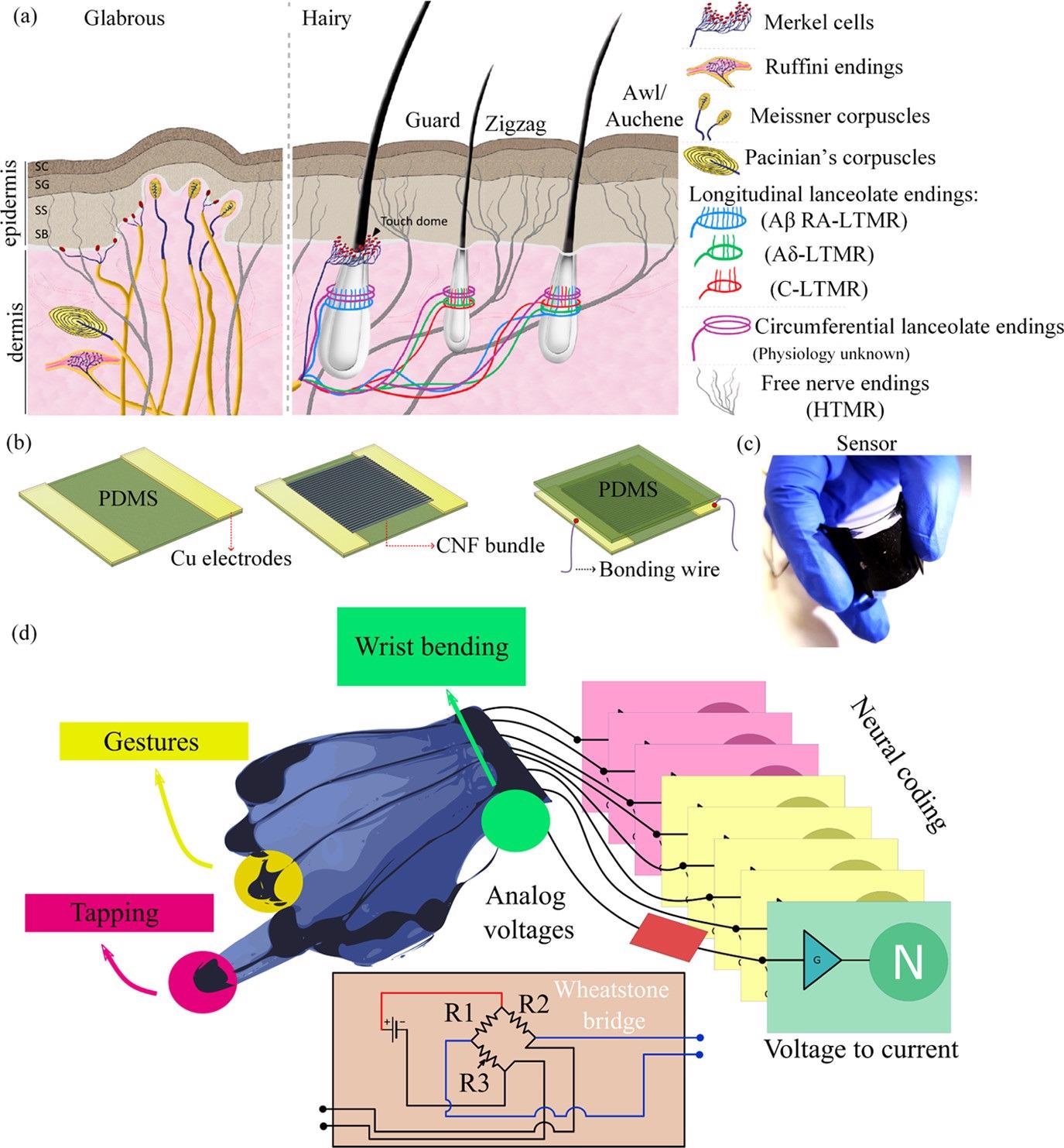 (a) Schematic representation of glabrous and hairy skins with their underlying mechanosensory receptors enabling their somatosensory ability. Reproduced with permission, (10) 2013, Cell press. (b) Schematic representation of the process steps involved in fabrication of the CNF-PDMS piezoresistive sensors. (c) Photograph of the fabricated CNF-PDMS tactile sensor. (d) Conceptual scheme of the final architecture. The glove will be equipped with tactile sensors on the palm and on the fingertips, with a wrist bending sensor and with stretch sensors able to detect gestures. The data will be then collected using Wheatstone bridges, converted to currents, and fed to a neural network which will use neural coding.
