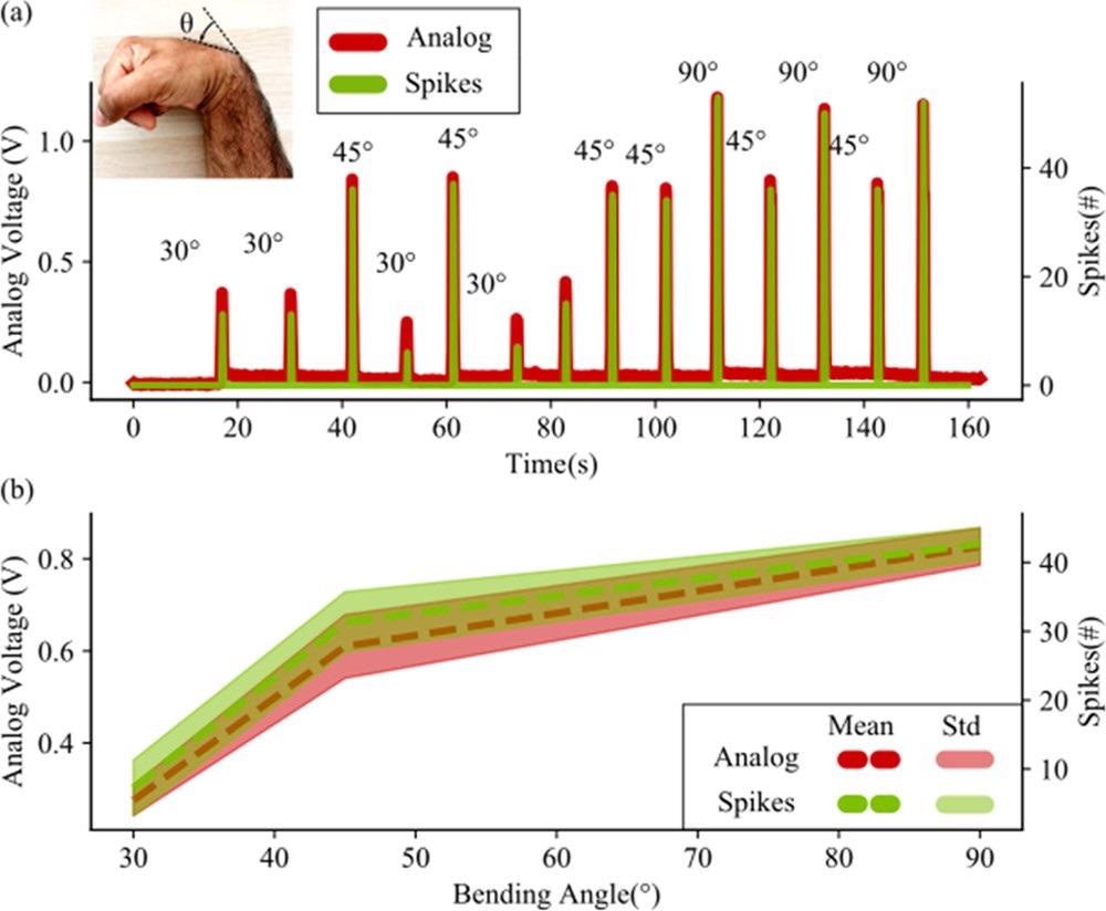 (a) Comparison between the response to wrist bending of both the sensor and the neuron. The sensor generates a voltage proportional to the bending of the wrist. This voltage is converted into a current and fed into a neuron, simulated on a computer. The number of spikes per 100 ms is here considered as spike count (or spikes #). Different trials for different angles are shown. The neuron follows the analog voltage with the number of spikes but does not generate any spike when the stimulus is only noise (this is visible in the lower part of the figure, where the spikes are 0 when no bending is performed). (b) Statistical analysis of the analog voltage and spike counts with different bending angles. The statistical deviation of the sensor is given by the human error in bending the wrist at a specific angle. This uncertainty is reflected quite well in the neuron with the spike count, which highlights the direct connection between a neuron spiking activity and a current coming from a piezo-resistive readout. This is to demonstrate the high degree of reproduction that the neuron has with respect to the analog values that it receives.