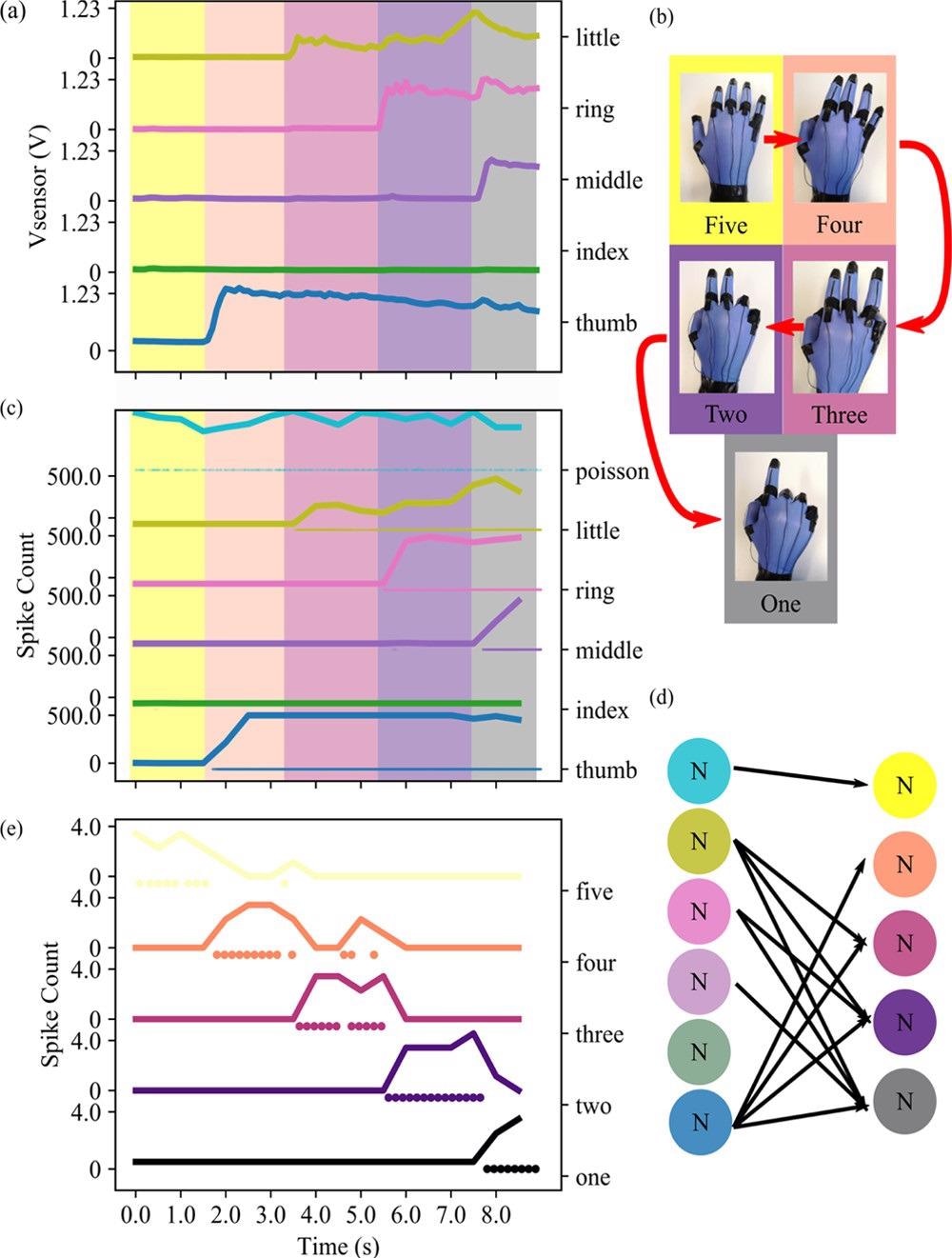 (a) Response in voltage output of the five different sensors placed at the joint of the glove. The five sensors are plotted one over the other, from the little finger to the thumb. The five different colors superimposed to the graph highlight the different gestures performed in that moment. (b) Order of execution of five different gesture tasks performed with the glove. (c) Response in spike count of the five different neurons connected to the five sensors, plus the Poisson neuron, responsible for acting on the gesture “Five”. The five different colors superimposed to the graph highlight the different gestures performed in that moment. (d) Schematic describing the network used in this example. (e) Response of the decoding layer to the different gestures.