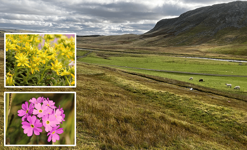Studying Rare Flora with Soil Sensors