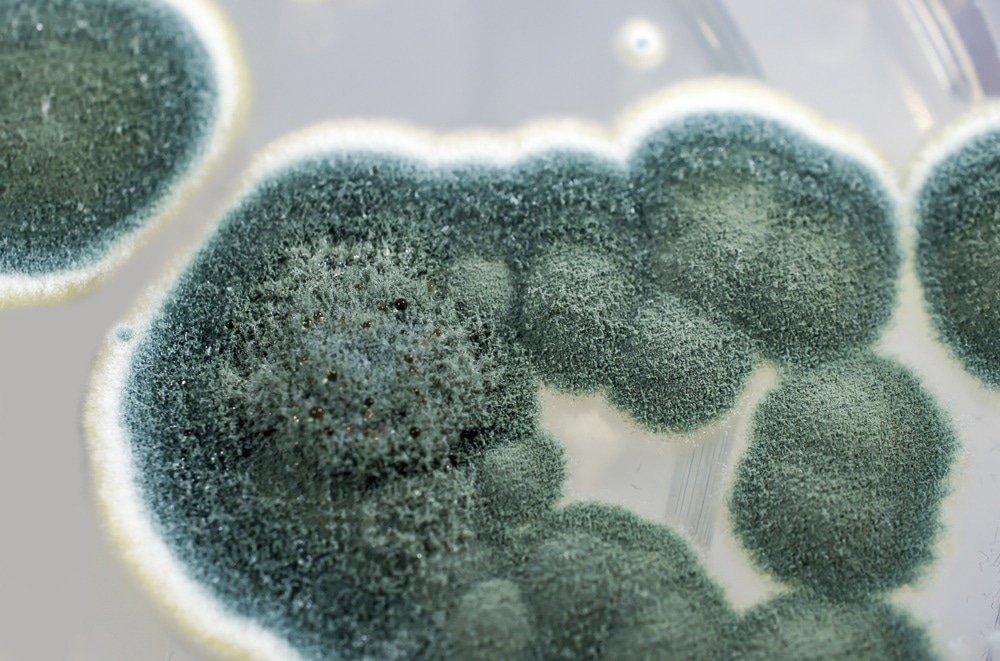 Sensors and Food Safety: Tracking Spoilage in Real-Time