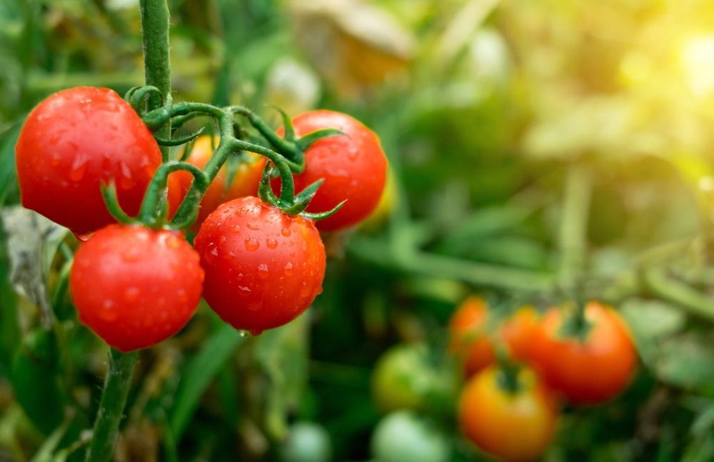 Ripe red tomatoes are on the green foliage background, hanging on the vine of a tomato tree in the garden.