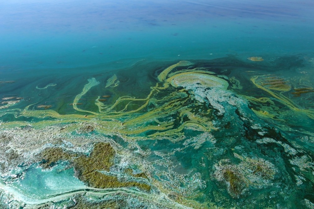 Close-up of blooming and decaying blue-green algae (cyanobacteria) on water near sea shore. Environment problem. Ecological concept of polluted nature.
