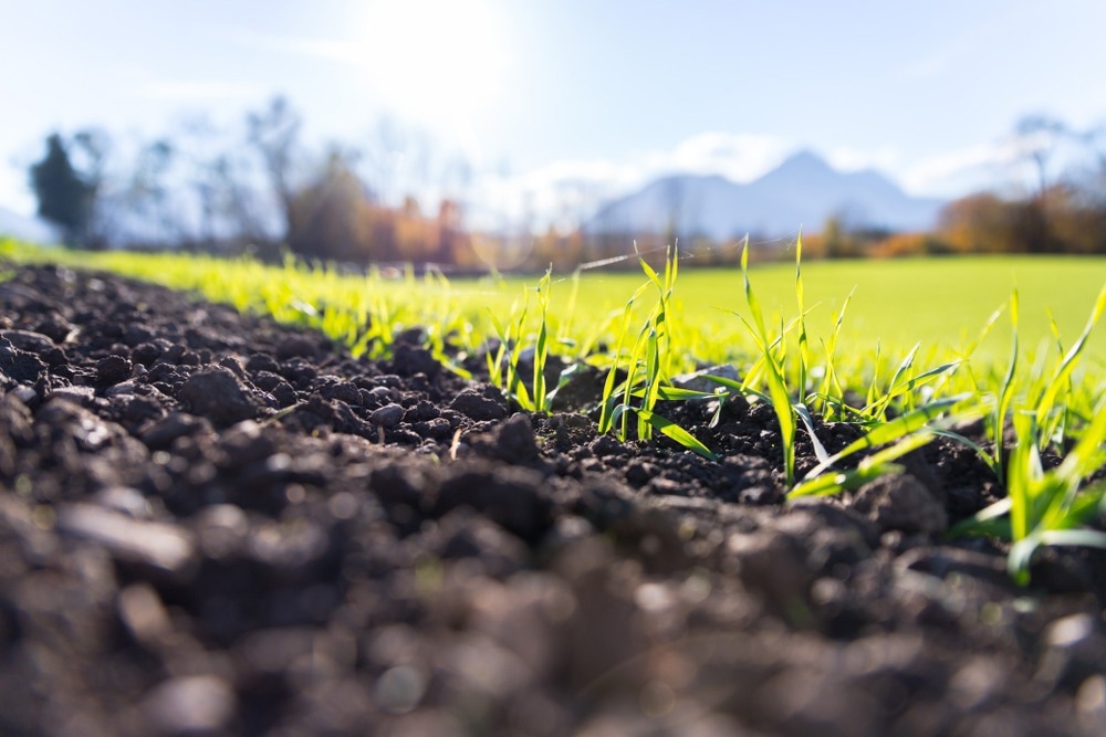 Fresh, green and fertile agricutlure plants, grass