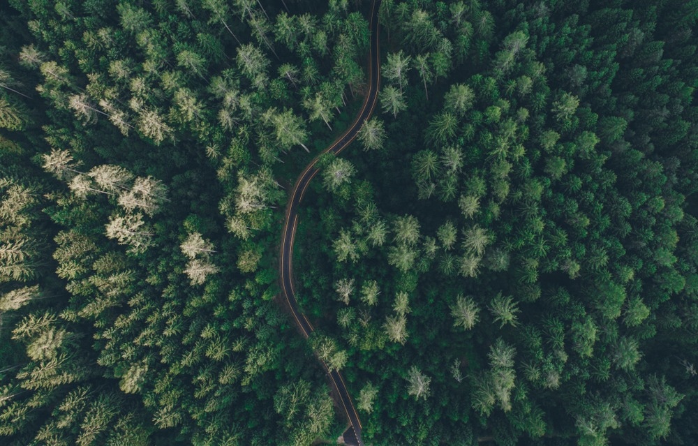 Aerial view of a road in the middle of the forest