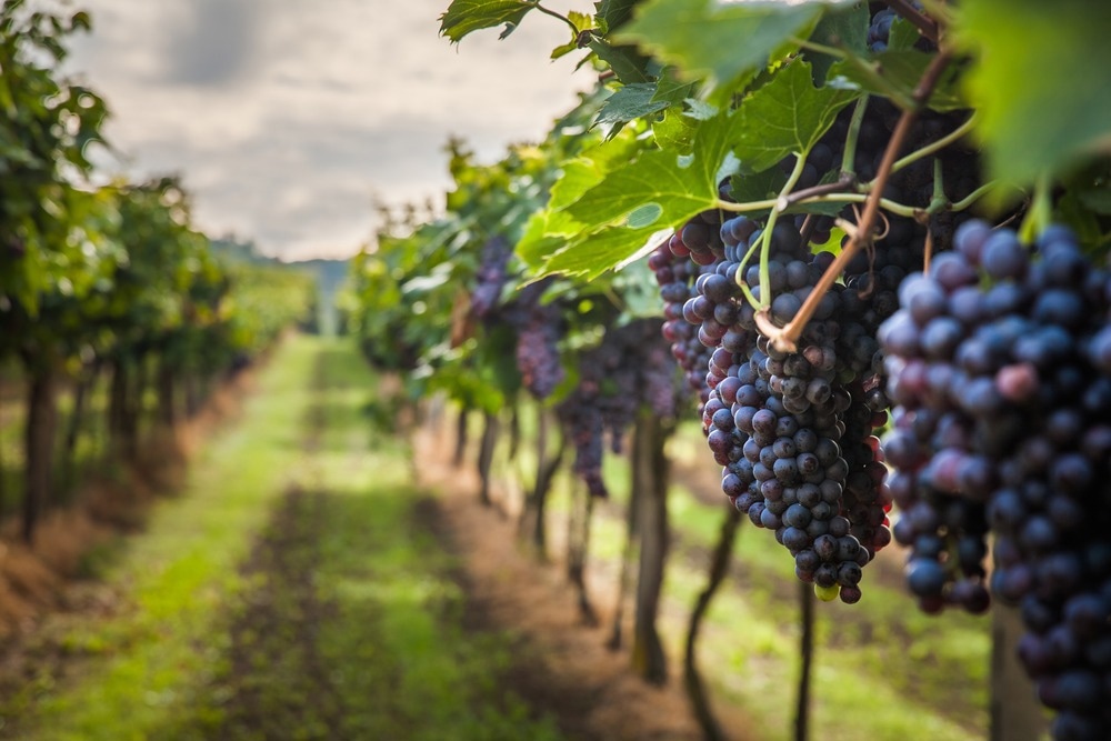 grape harvest