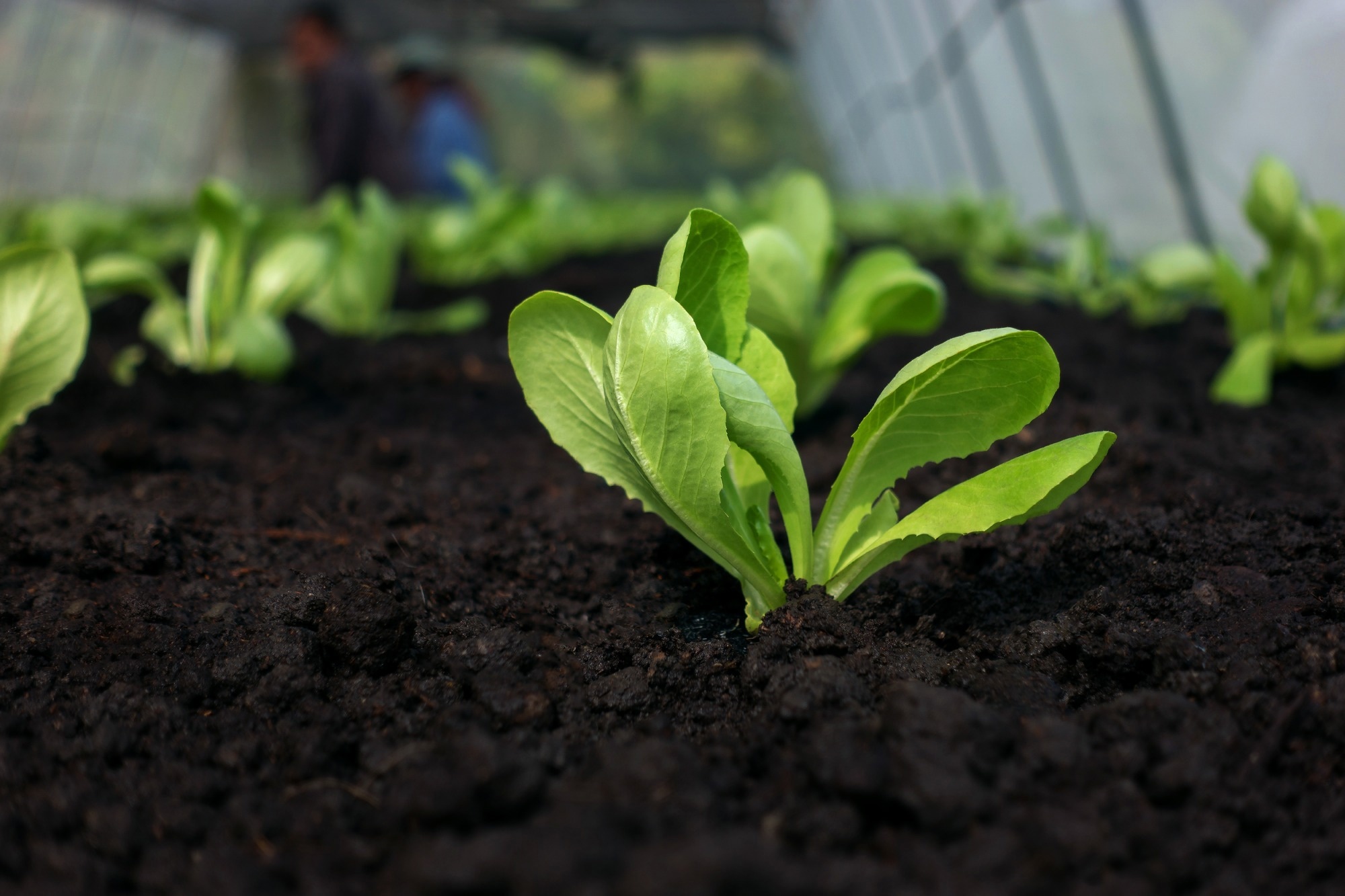 Sensor Technology for Plant Stress Monitoring