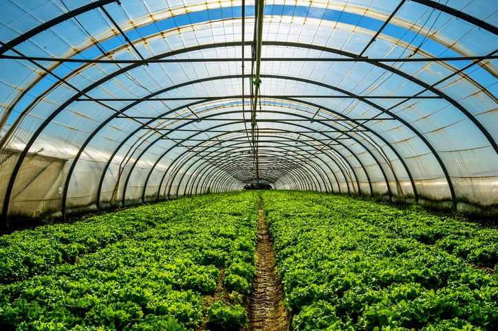 Optimizing CO2 Levels in Controlled Environment Agriculture