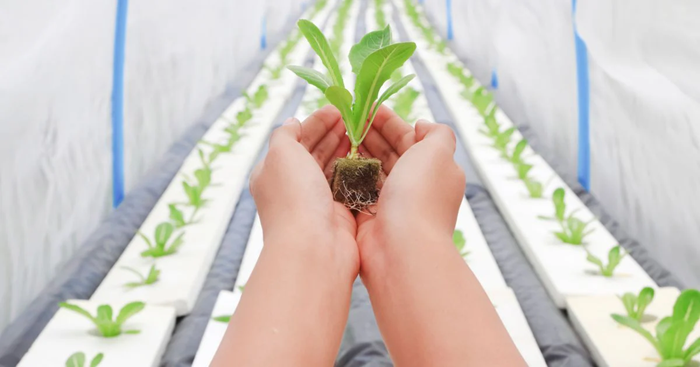 The Role of CO2 in Maximizing Indoor Farming