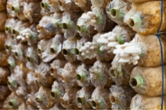 The Role of CO2 in Maximizing Indoor Farming