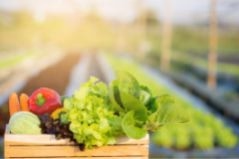 The Role of CO2 in Maximizing Indoor Farming
