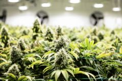 The Role of CO2 in Maximizing Indoor Farming