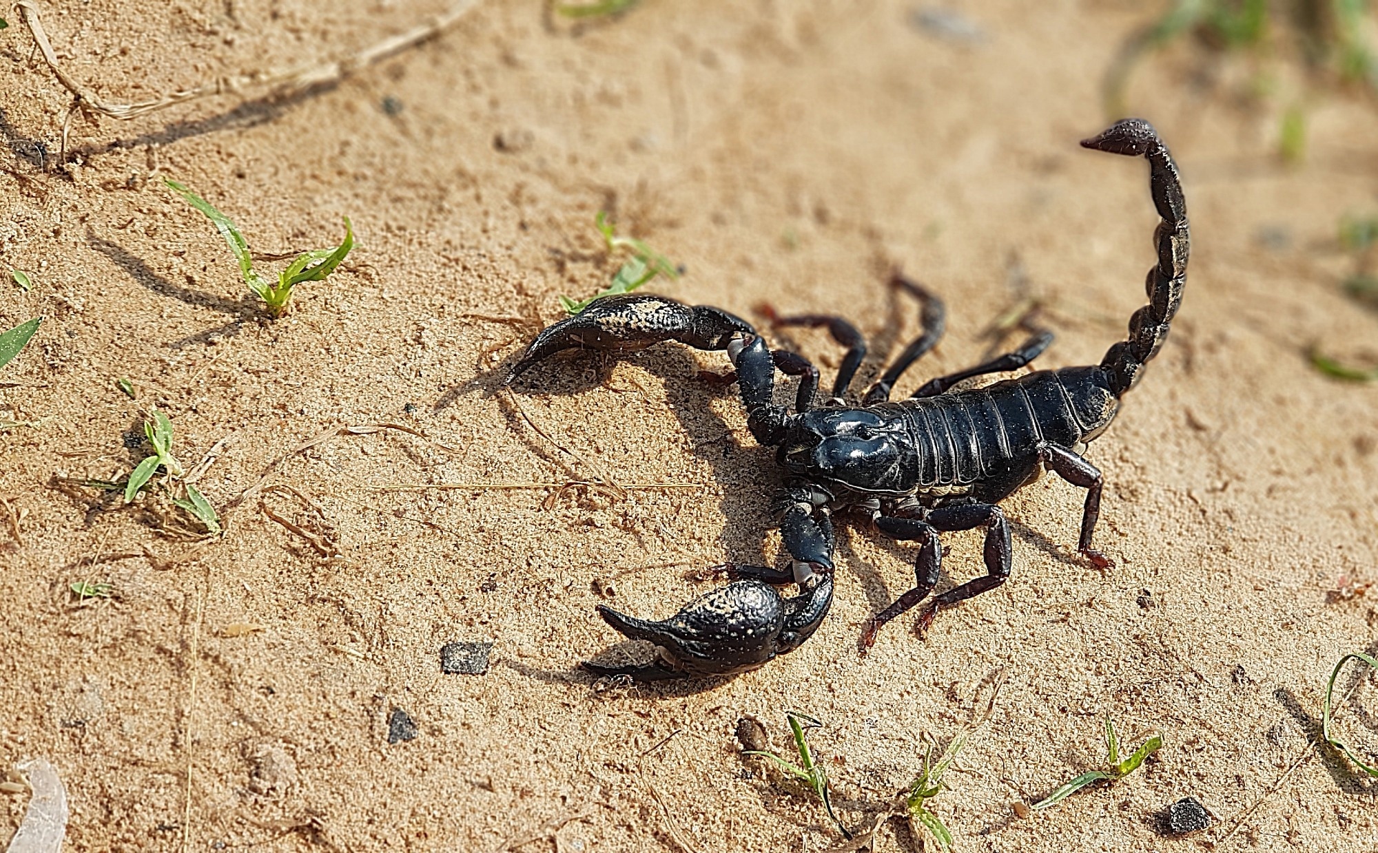 Scorpion in the wild, poised to attack.