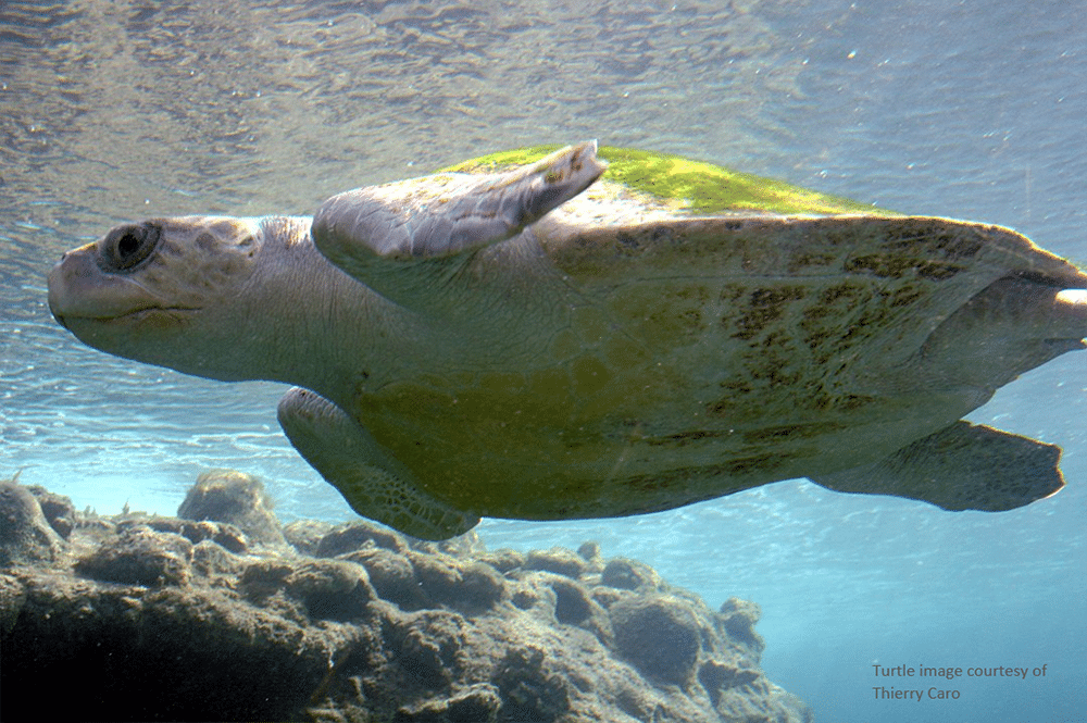 Turtle swimming under water, near a rocky formation.