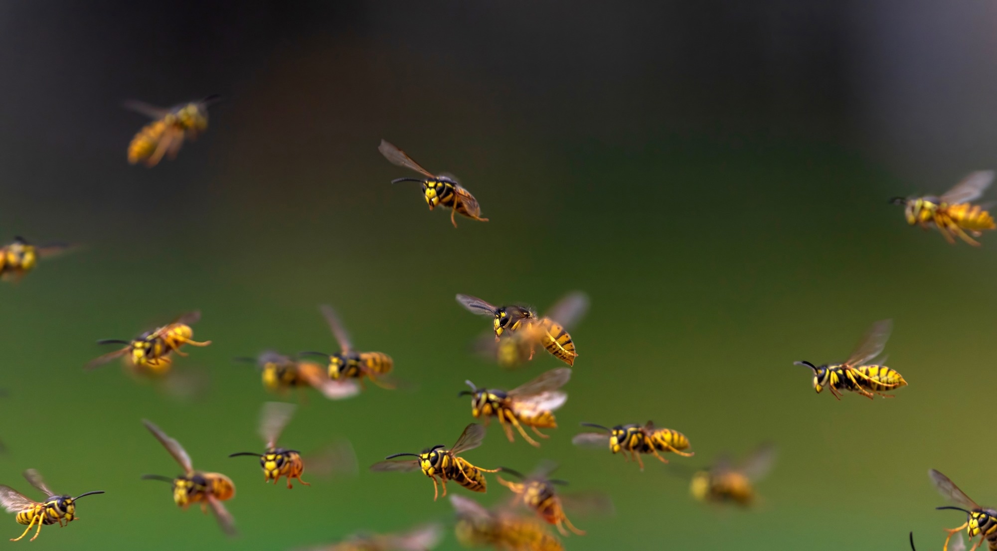 A swarm of wasps against a green background.