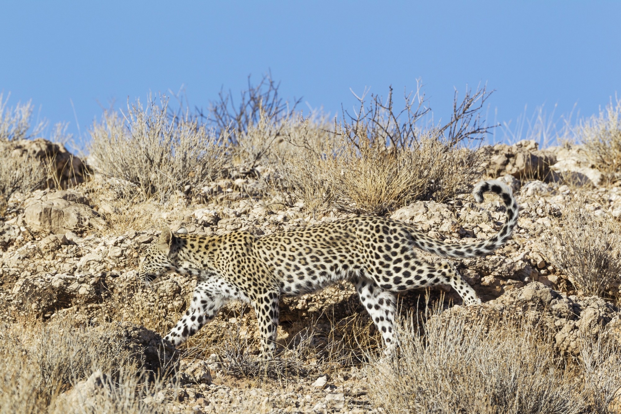 Leopard (Panthera pardus), young female camouflaged, walking along a rocky ridge, Kalahari Desert, Kgalagadi Transfrontier Park, South Africa, Africa