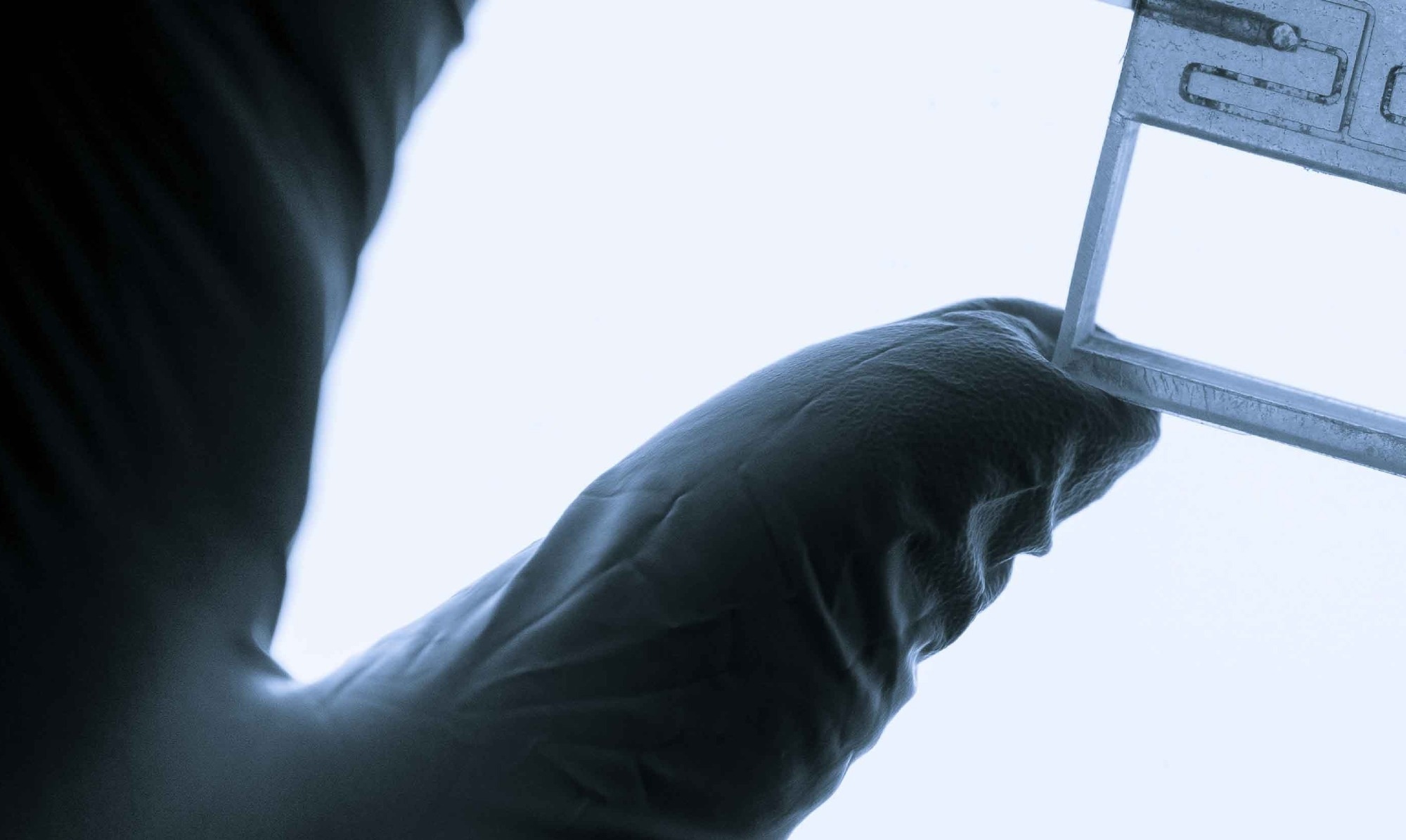 Organ on a chip