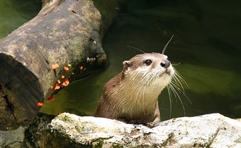 Improving Sensors Through Biomimicry