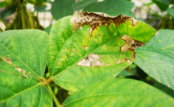 Using Smartphones to Detect Plant Stress Via Nanosensors