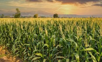 What are the Most Recent Developments in Agricultural Sensors?