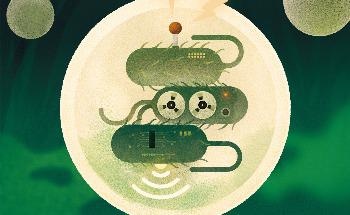 How Hydrogel Shells can Help in Deploying Bacteria as Environmental Sensors