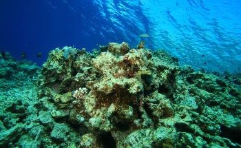 The Future of Ocean Health Diagnostics with Argo's Biogeochemical Sensors