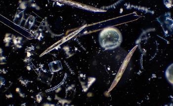 Climate Change Surveillance with Ocean Color Sensors