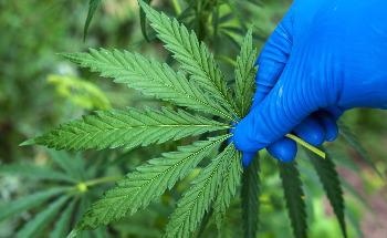 Detecting Cannabis Intoxication Using Smartphone Sensors