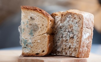 The Importance of Monitoring Food Spoilage in the Food Industry