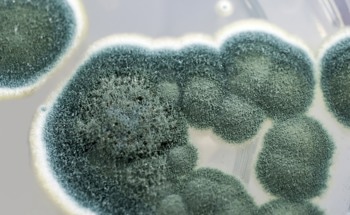 Sensors and Food Safety: Tracking Spoilage in Real-Time