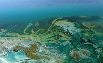 Enhanced Monitoring of Toxic Algae with Biosensors