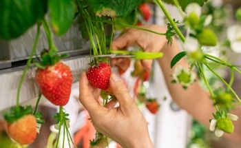 Strawberry Sensing: Ensuring Freshness from Farm to Shelf