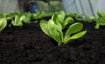 Advanced Sensor Technology for Enhanced Plant Stress Monitoring