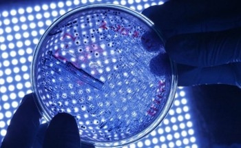 Enhanced Bacteria Detection with Plasma-Treated Sensors