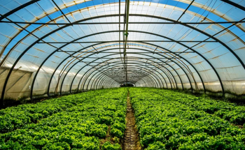 Optimizing CO2 Levels in Controlled Environment Agriculture