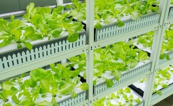 Transforming Indoor Farming: The Power of IoT Agriculture Sensors