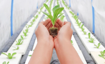 The Role of CO2 in Maximizing Indoor Farming