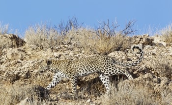 Signal to Shield: Sensor-Driven Adaptive Camouflage