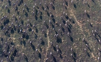 Tracking Animals from Space: Project ICARUS
