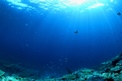 Ocean Acidity Detection System