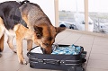 Innovation in Bomb Detection Using Nanosensors